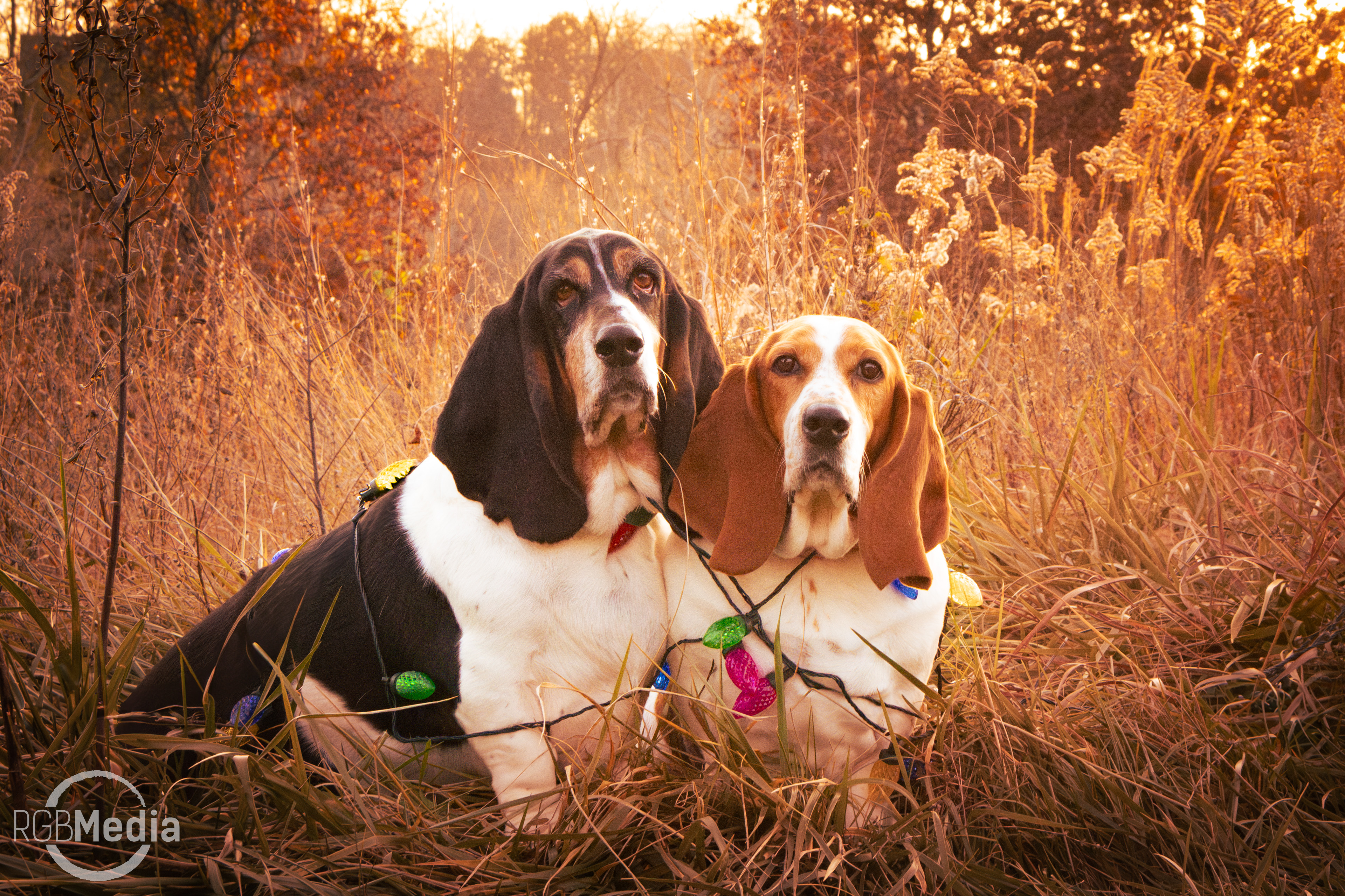 Two Basset Hounds